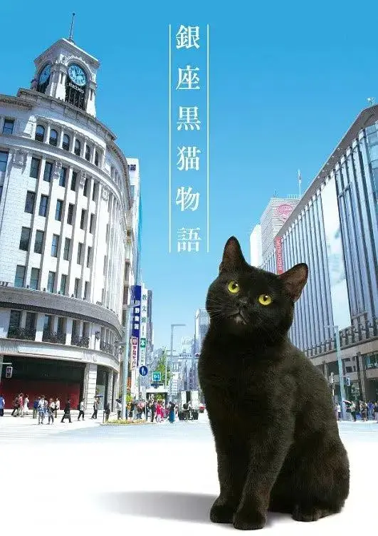 《银座黑猫物语》全集高清完整版在线观看与剧情解析